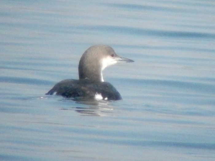 Black-throated Diver