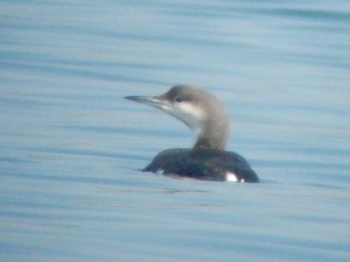 Black-throated Diver