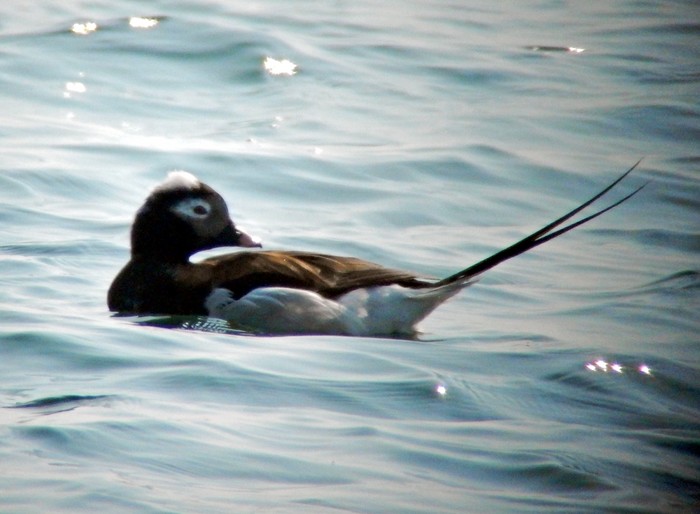 Long-tailed Duck