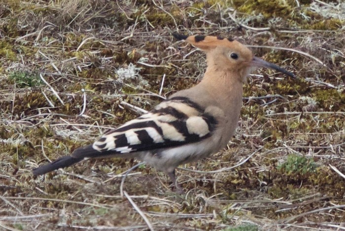 Hoopoe