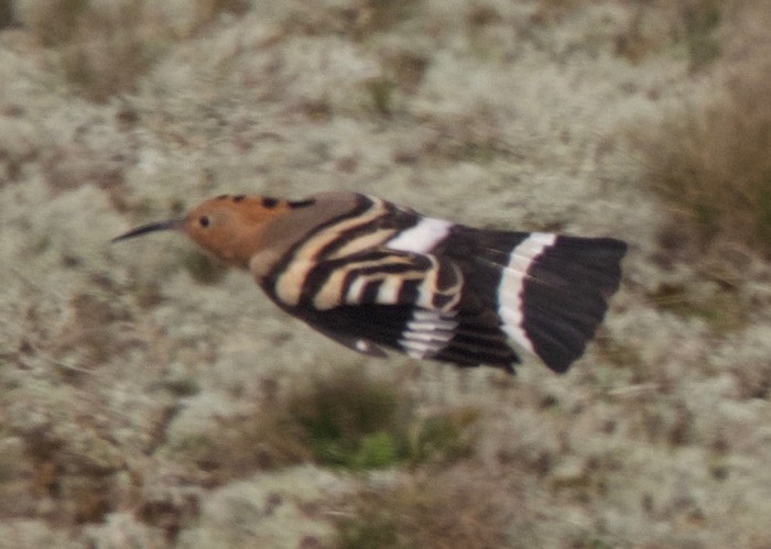 Hoopoe