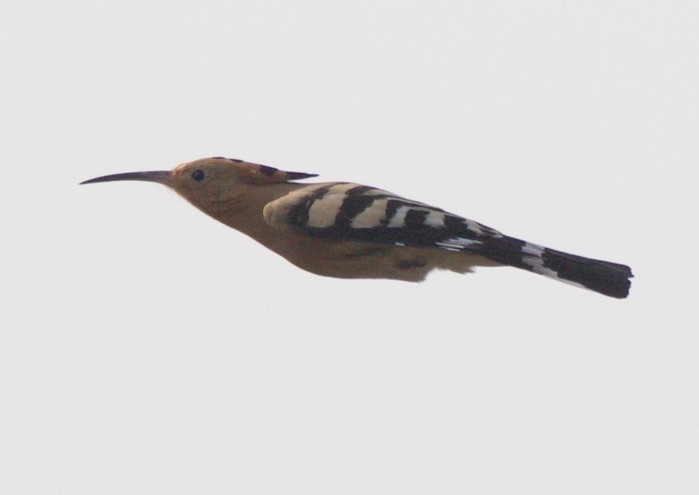 Hoopoe