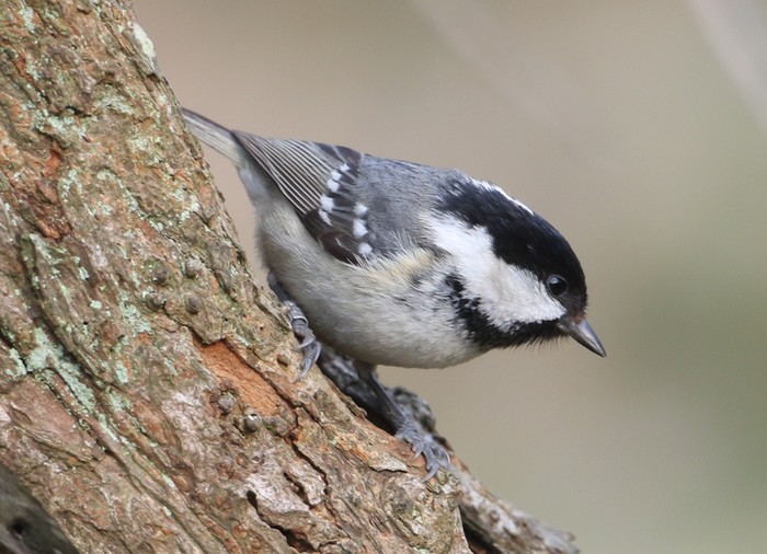 Continental Coal Tit