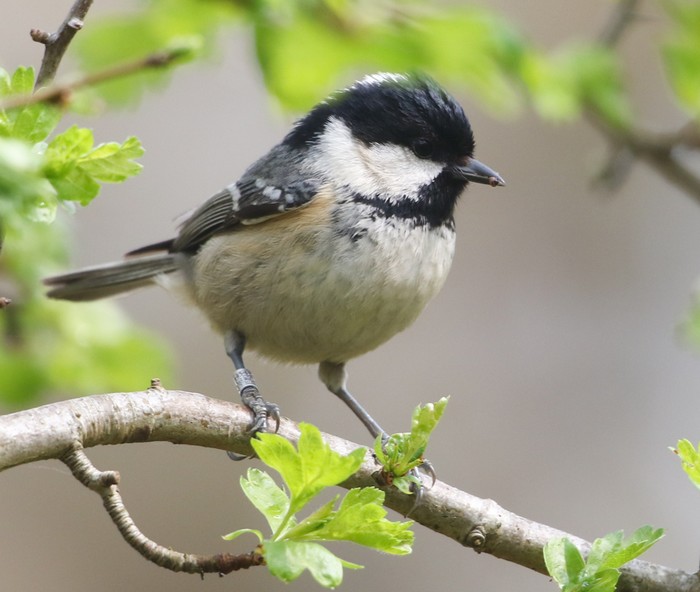 Continental Coal Tit