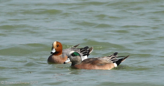 American Wigeon