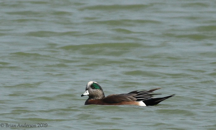 American Wigeon