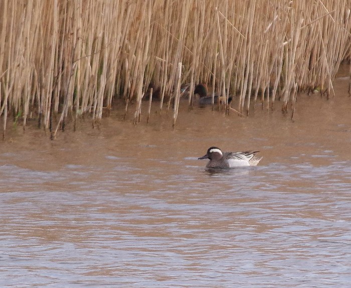 Garganey