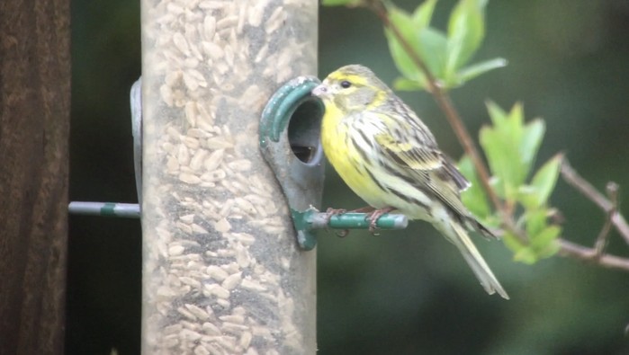 Serin