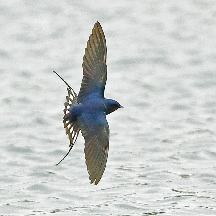 Swallow