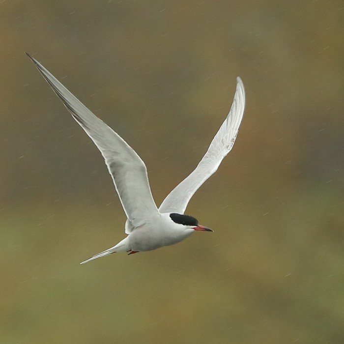 Common Tern
