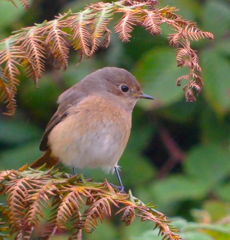 Redstart