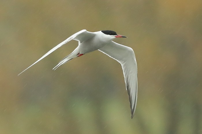 Common Tern