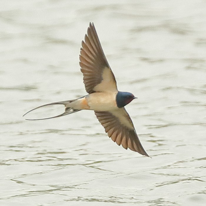 Swallow