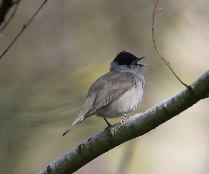 Blackcap