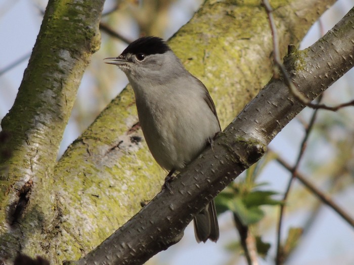 Blackcap