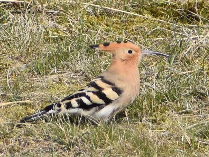 Hoopoe