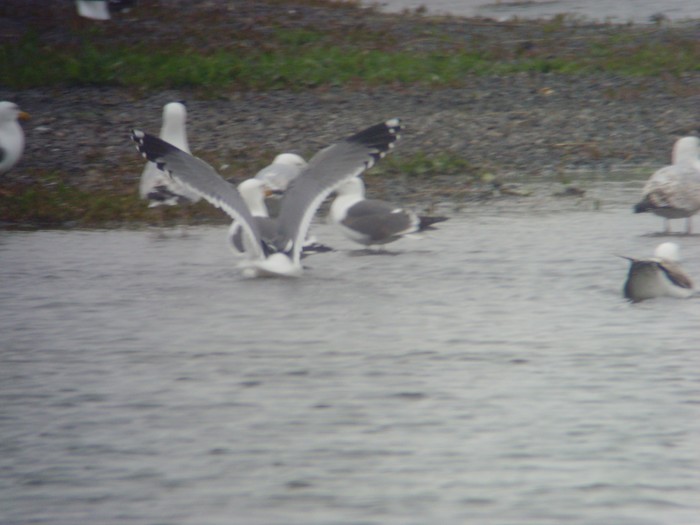 Yellow-legged Gull