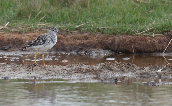Lesser Yellowlegs