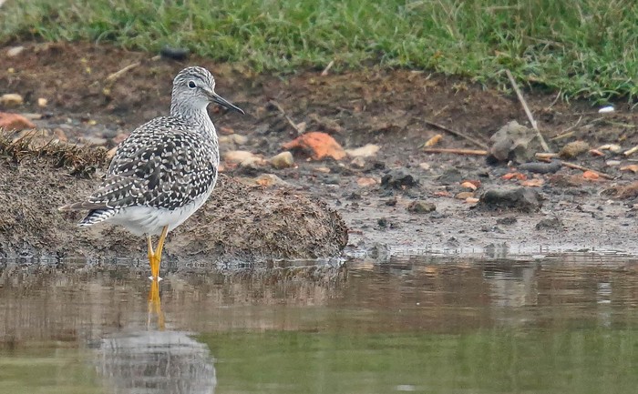 Lesser Yellowlegs