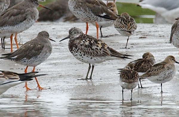 Great Knot