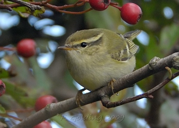 Yellow-browed Warbler