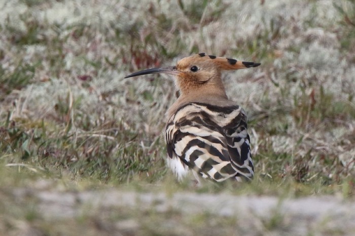 Hoopoe