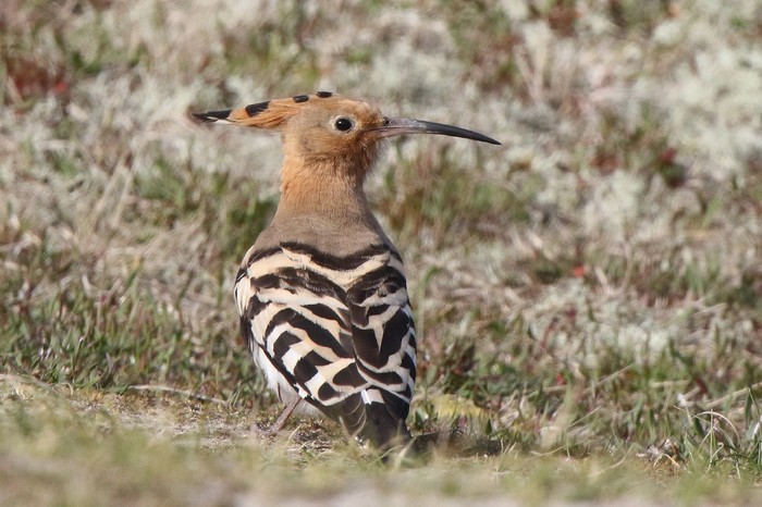 Hoopoe