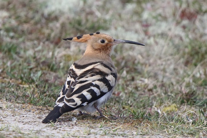 Hoopoe