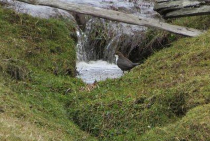 Black-bellied Dipper