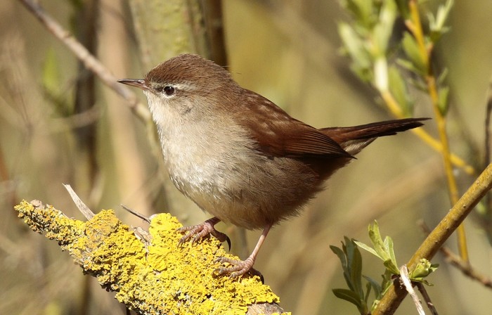 Cetti's Warbler
