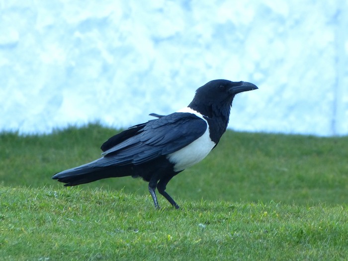 Pied Crow