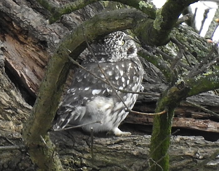 Little Owl