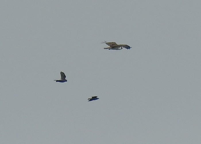 Osprey