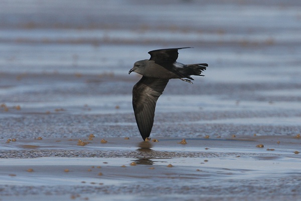 Leach's Petrel