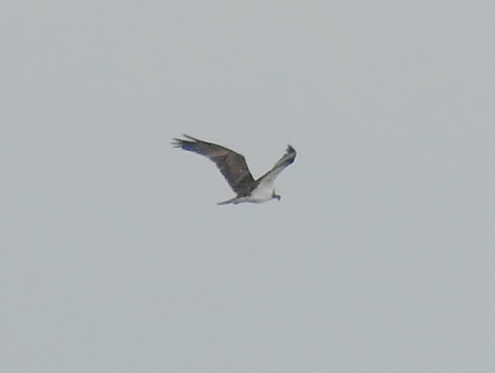 Osprey