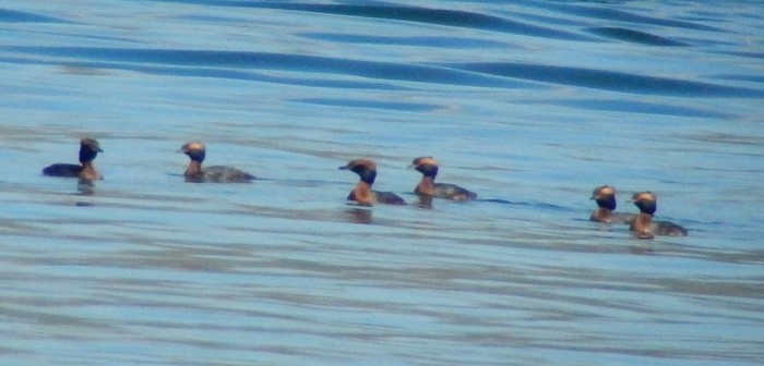 Slavonian Grebe