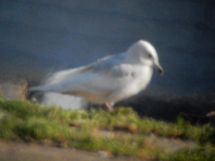 Iceland Gull