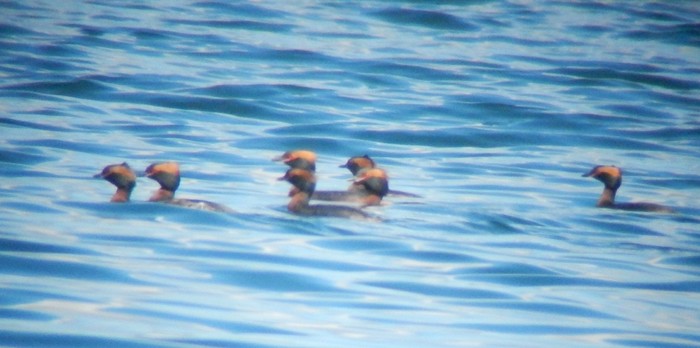 Slavonian Grebe