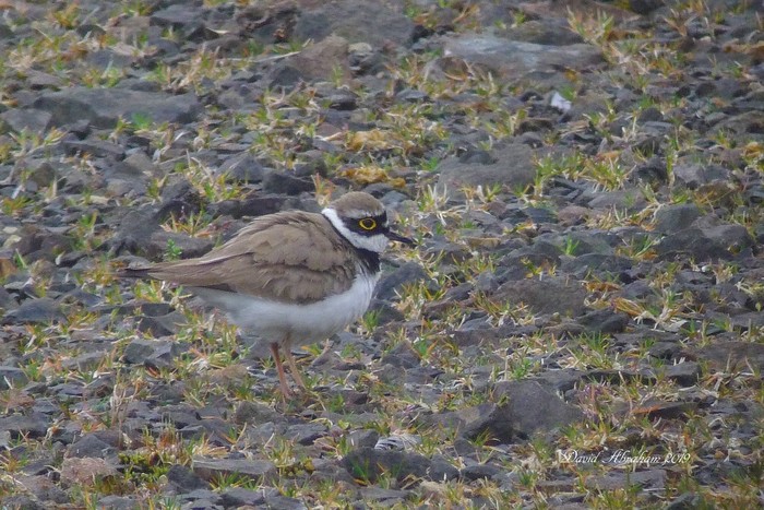 Little Ringed Plover