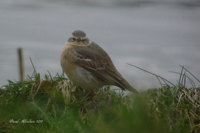 Water Pipit
