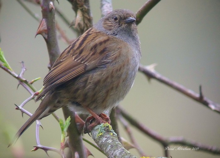 Dunnock
