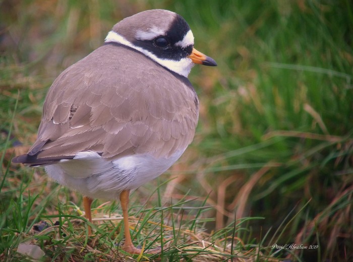 Ringed Plover
