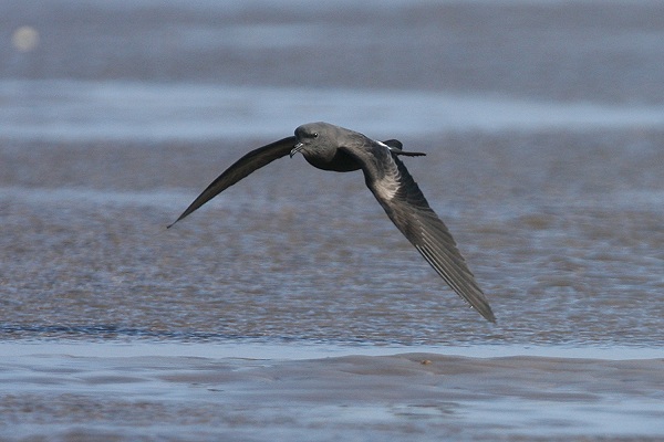 Leach's Petrel