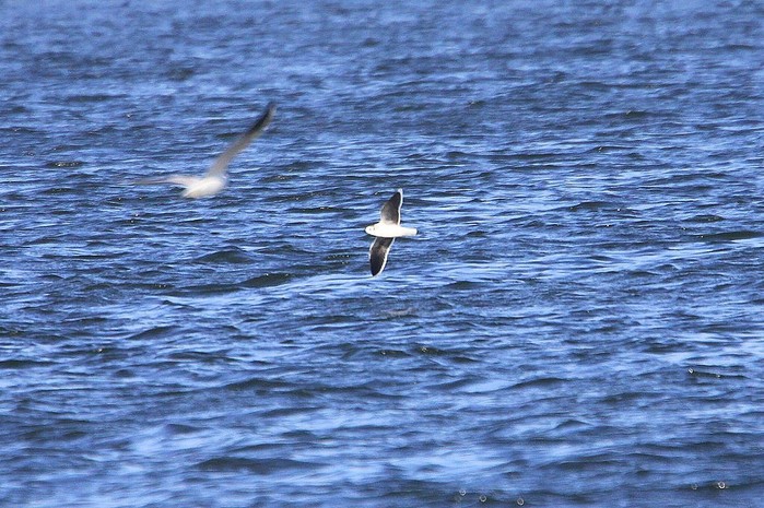 Little Gull