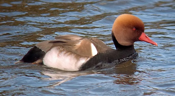 Red-crested Pochard