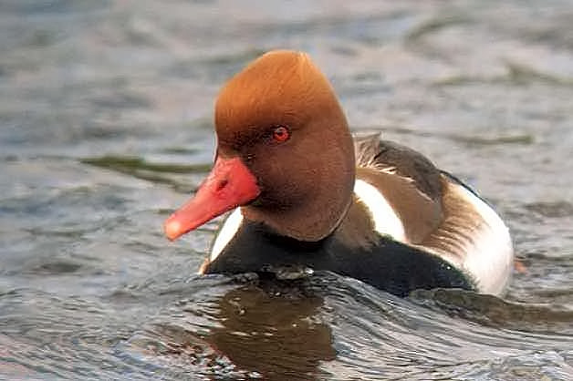 Red-crested Pochard