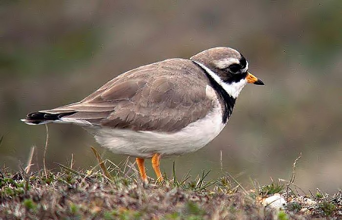 Ringed Plover