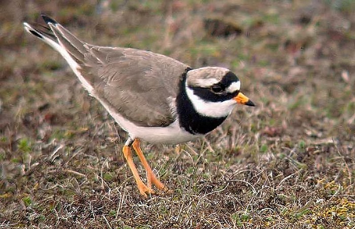 Ringed Plover