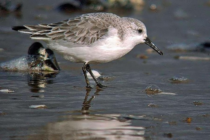 Sanderling