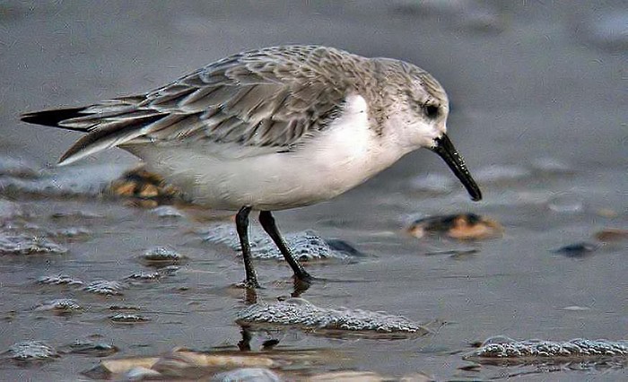 Sanderling
